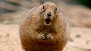 Суслик голям